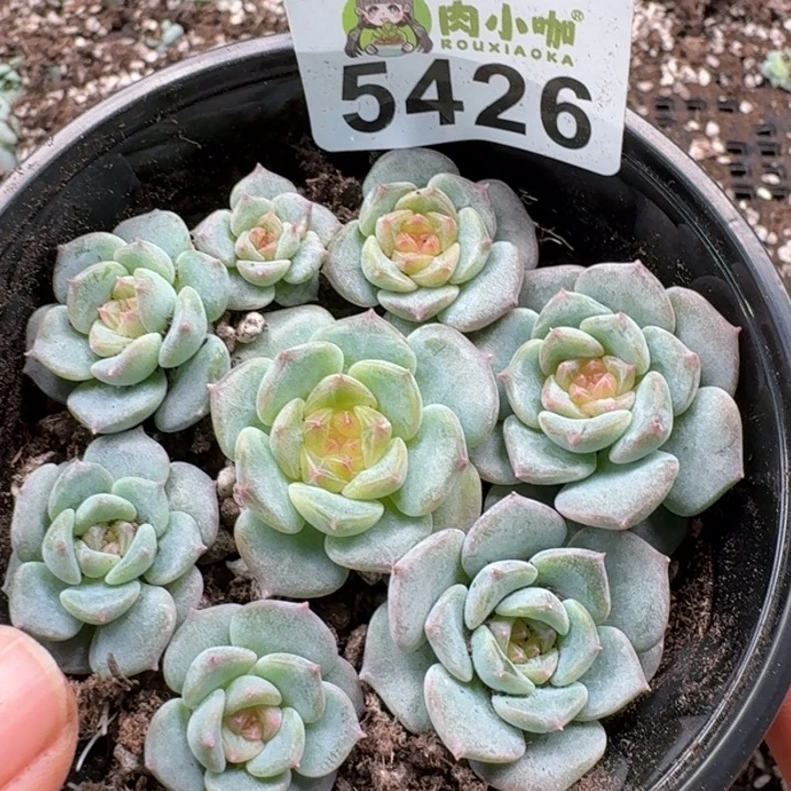 完全开放多肉植物多肉植物