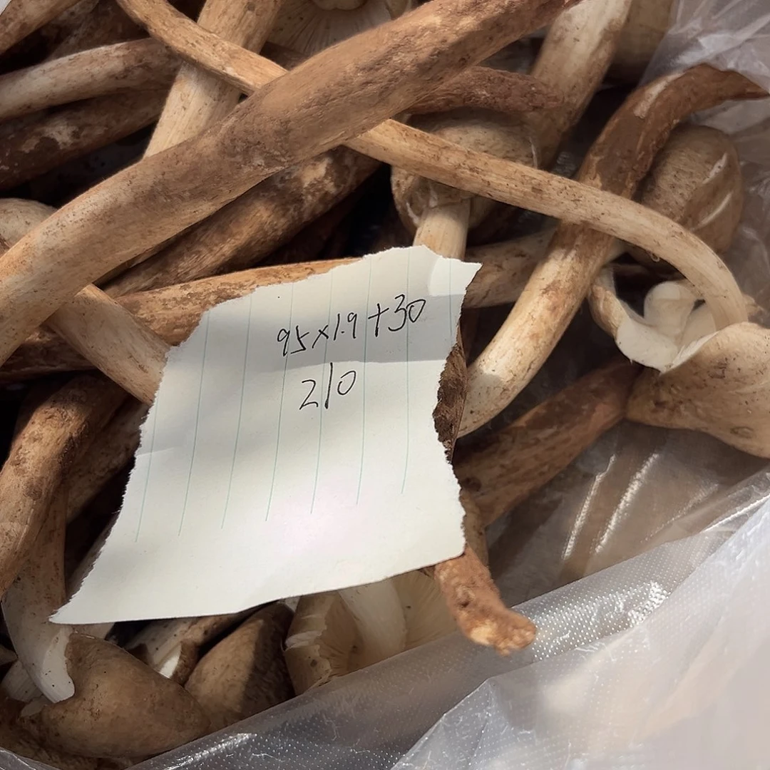 野生鸡棕菌中国大陆1.9斤210代购无售后
