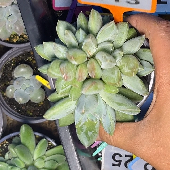 多肉植物优选三色513