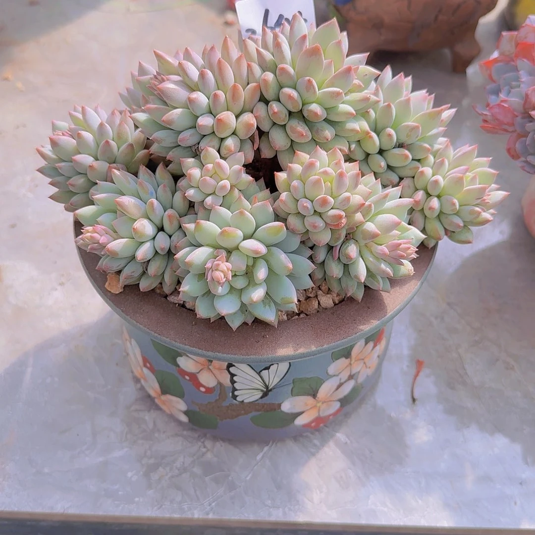 2644明珠美人多肉植物