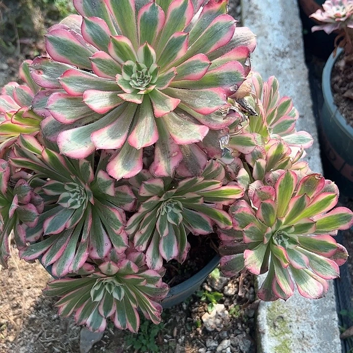 0480红铜白多肉植物