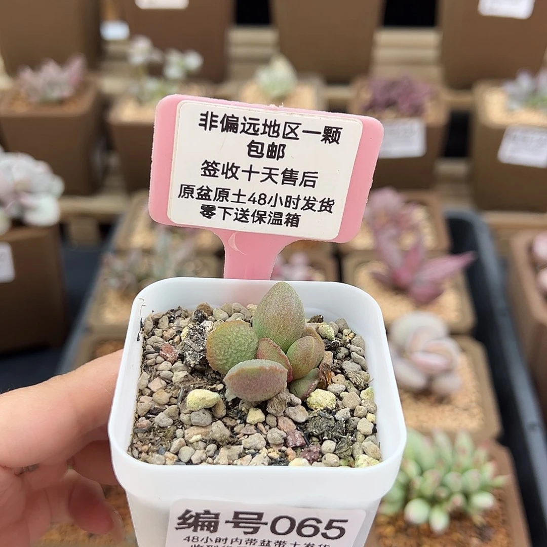 065流萤多肉植物