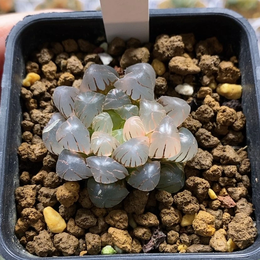 【闪购商品】78ob冰灯