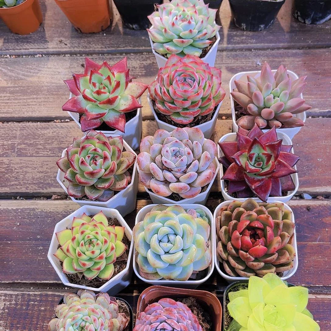 如图13盆11111111111111111111111111