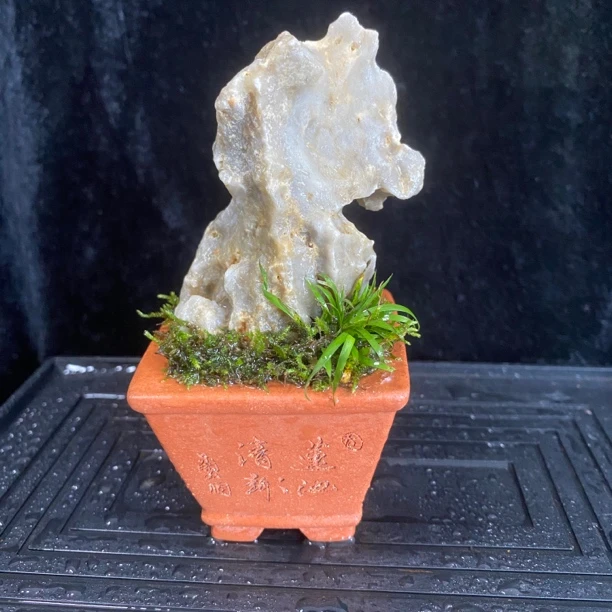 含青｜名家紫砂盆天然玲珑石贵船苔茶台书房书桌桌面微型盆景石景