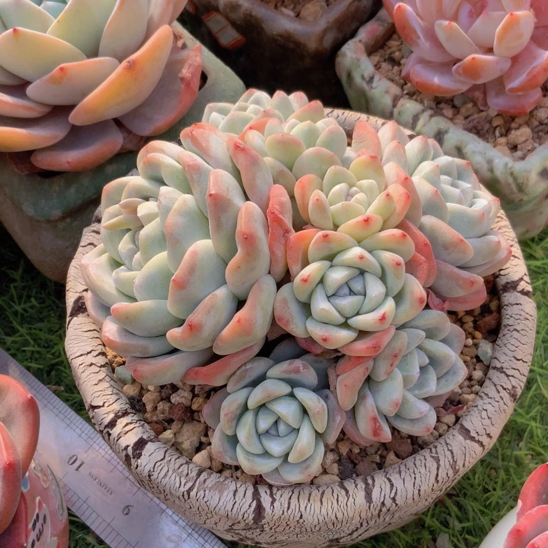 @*色韩版冰一群生一颗