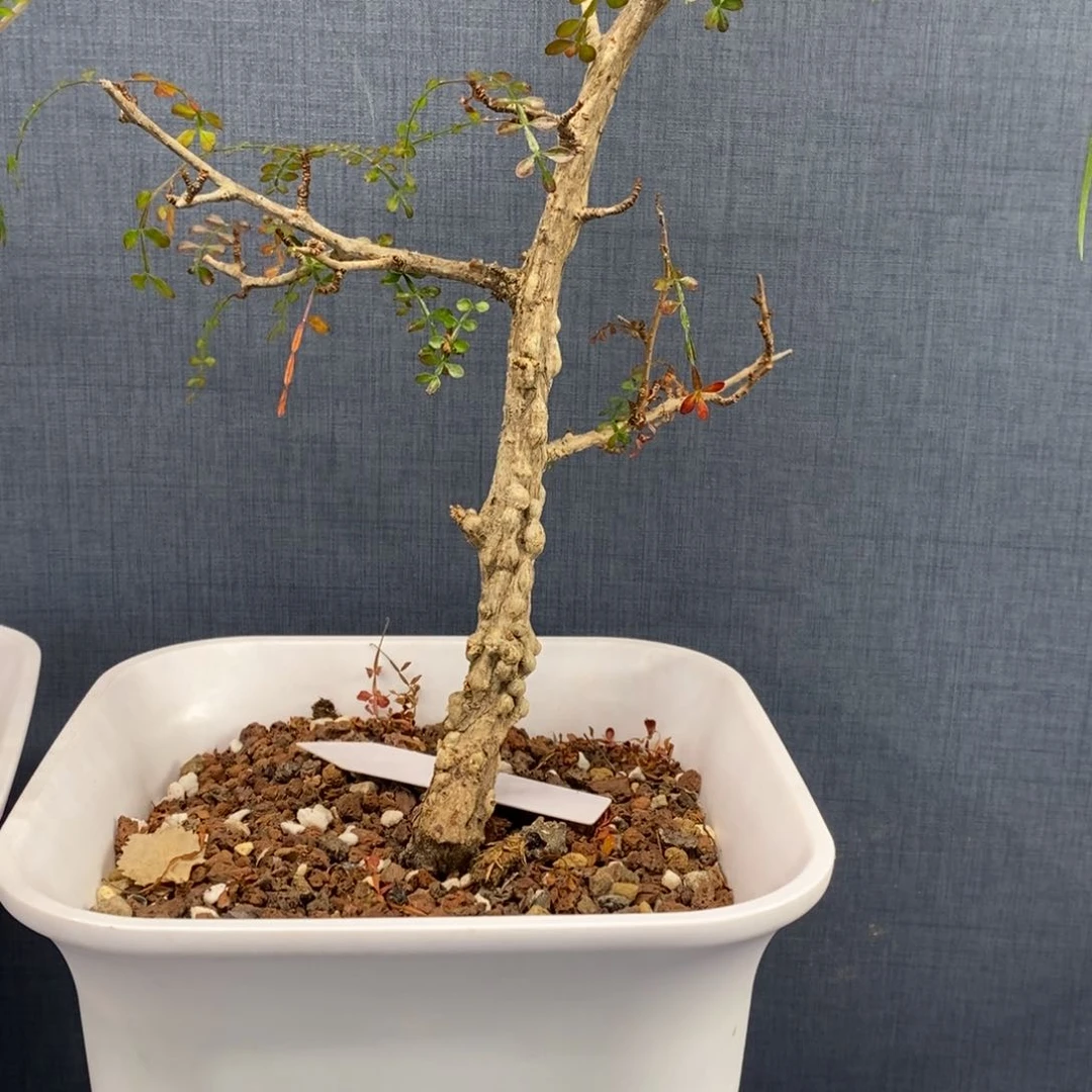 列加氏漆树实生带盆