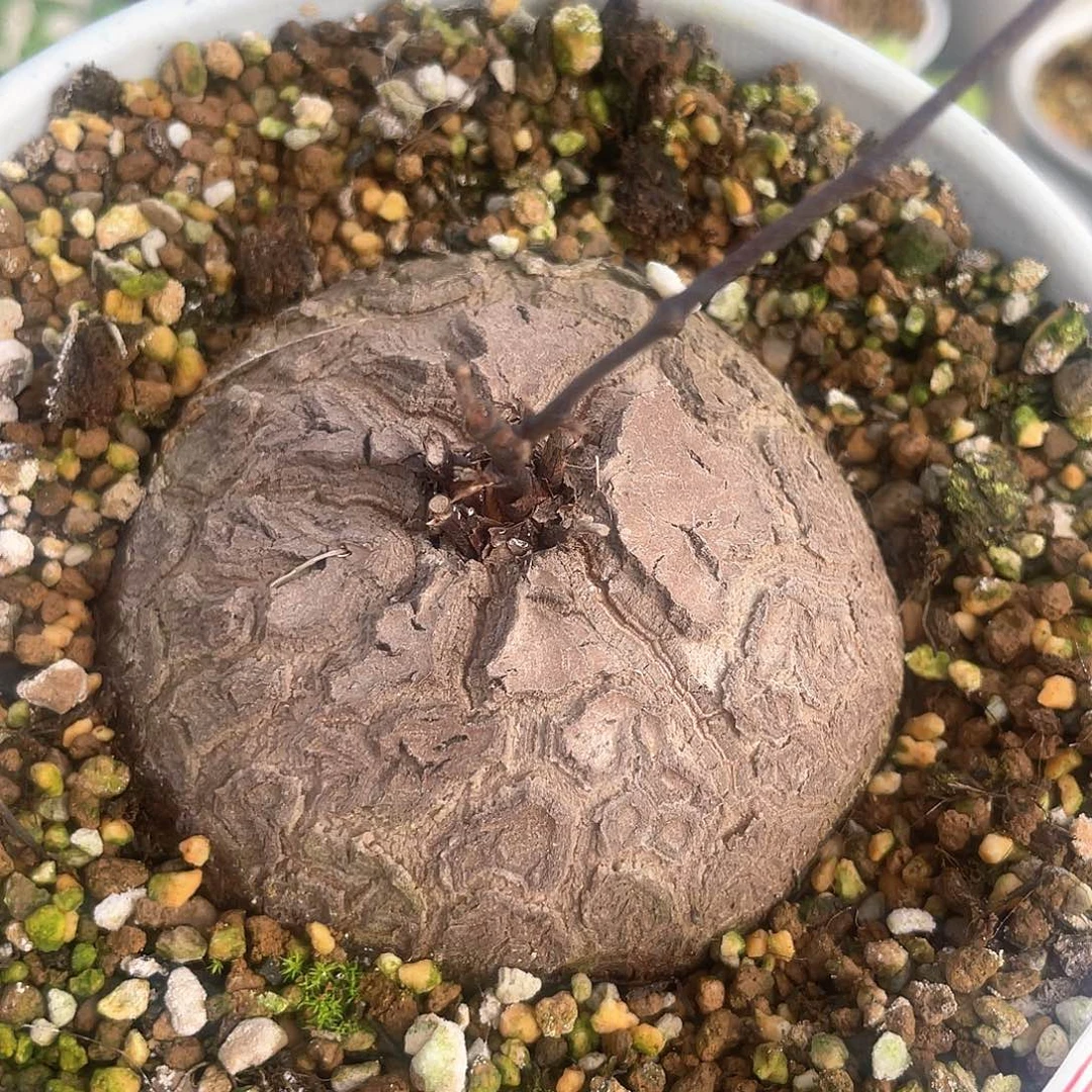 龟甲龙一物一拍635号7.2cm