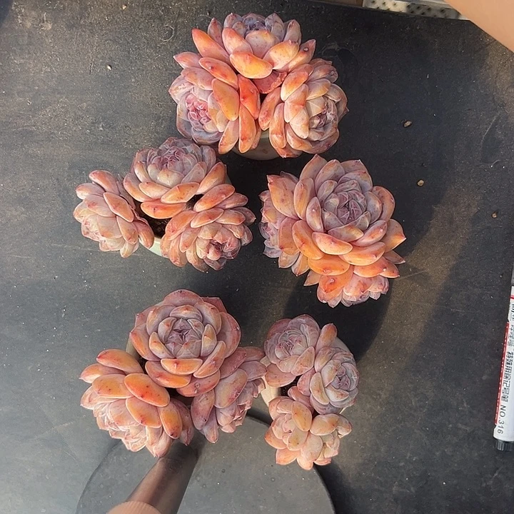 五个三头星影带盆的时候了