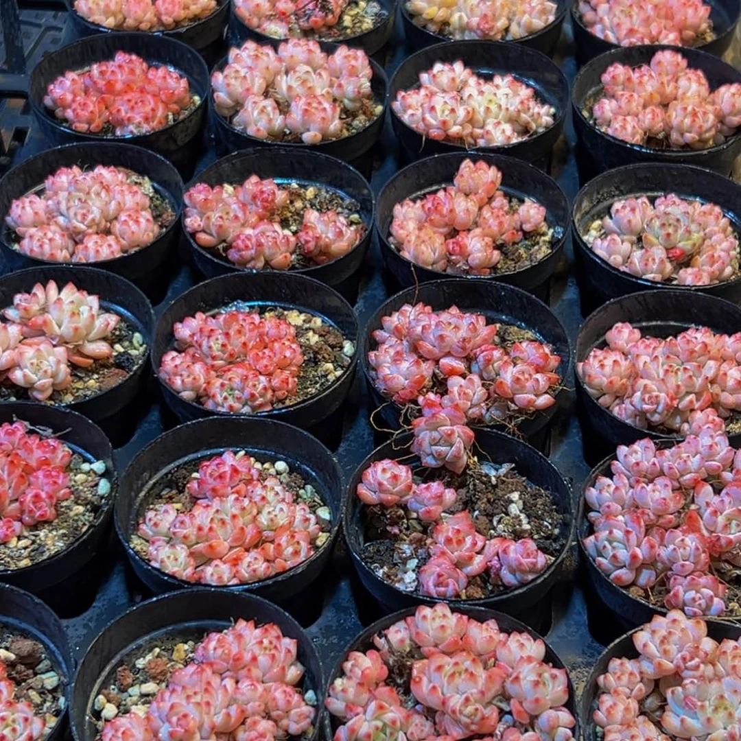 722多肉葡萄领导人物库资料的