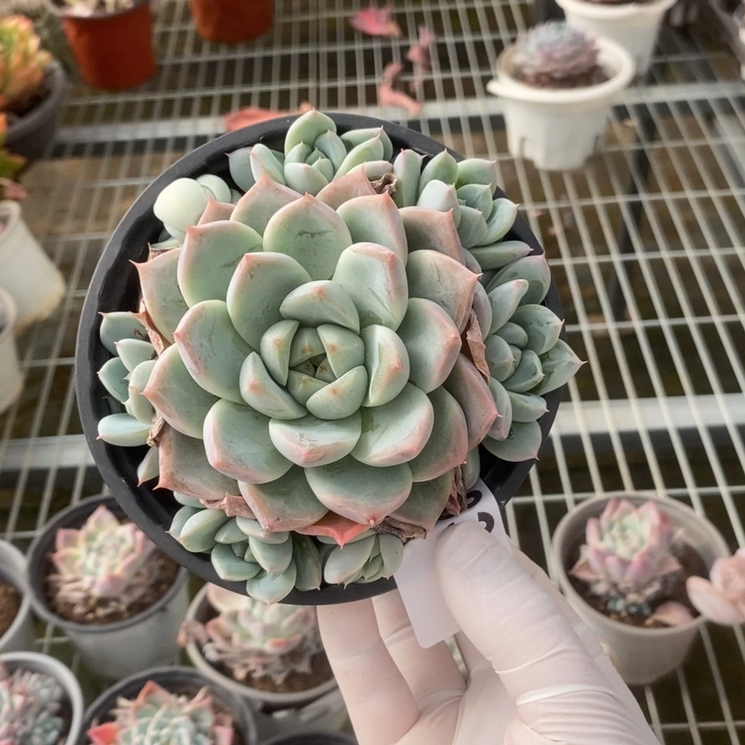 3303冰山美人一物一拍