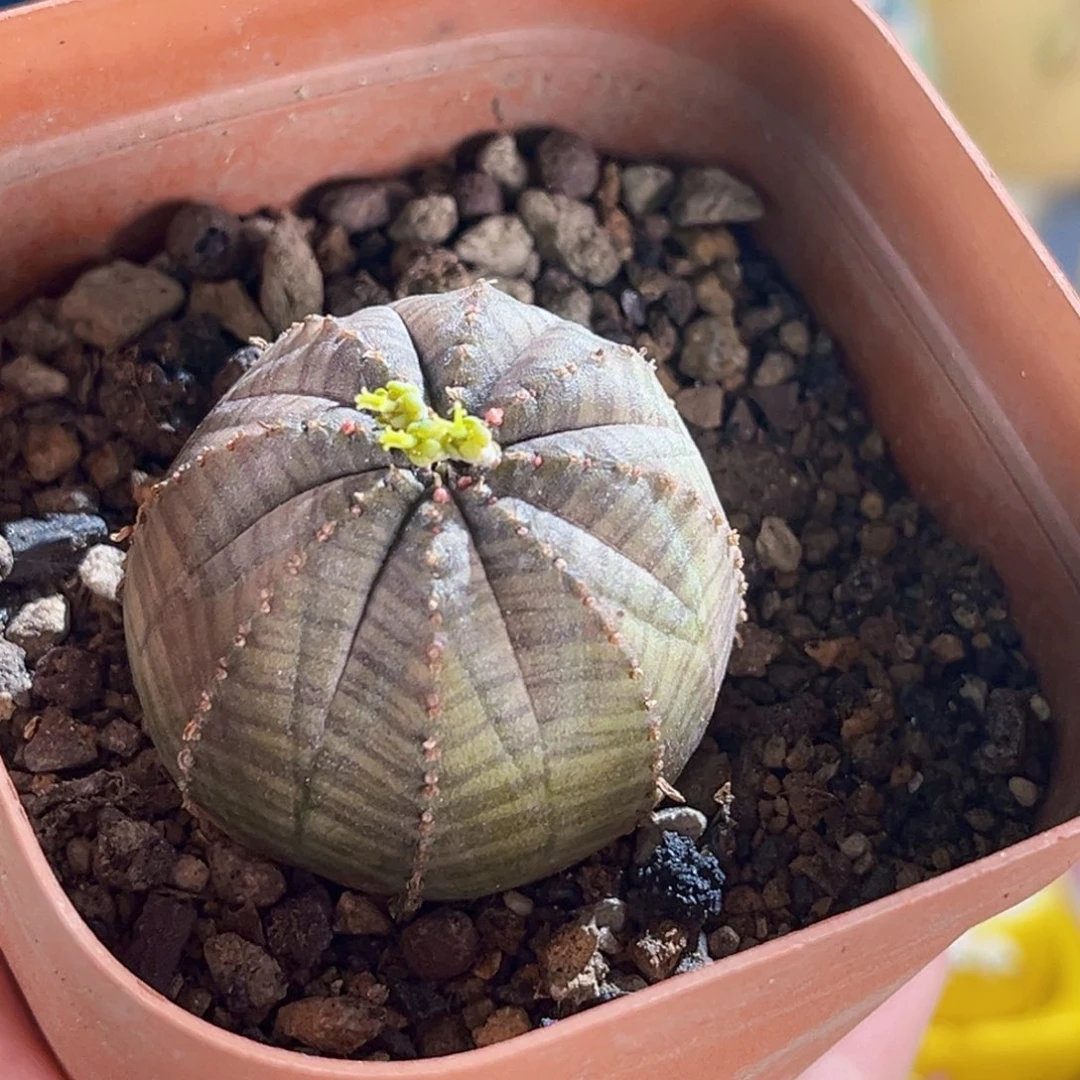 026布纹球连盆带土包邮