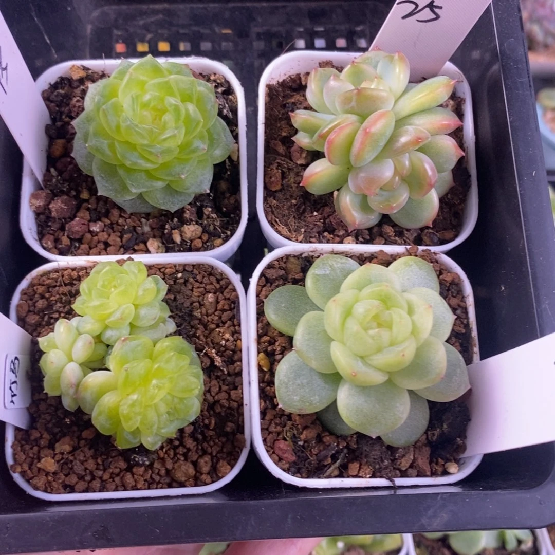 冉***…冉冉四颗一组包邮