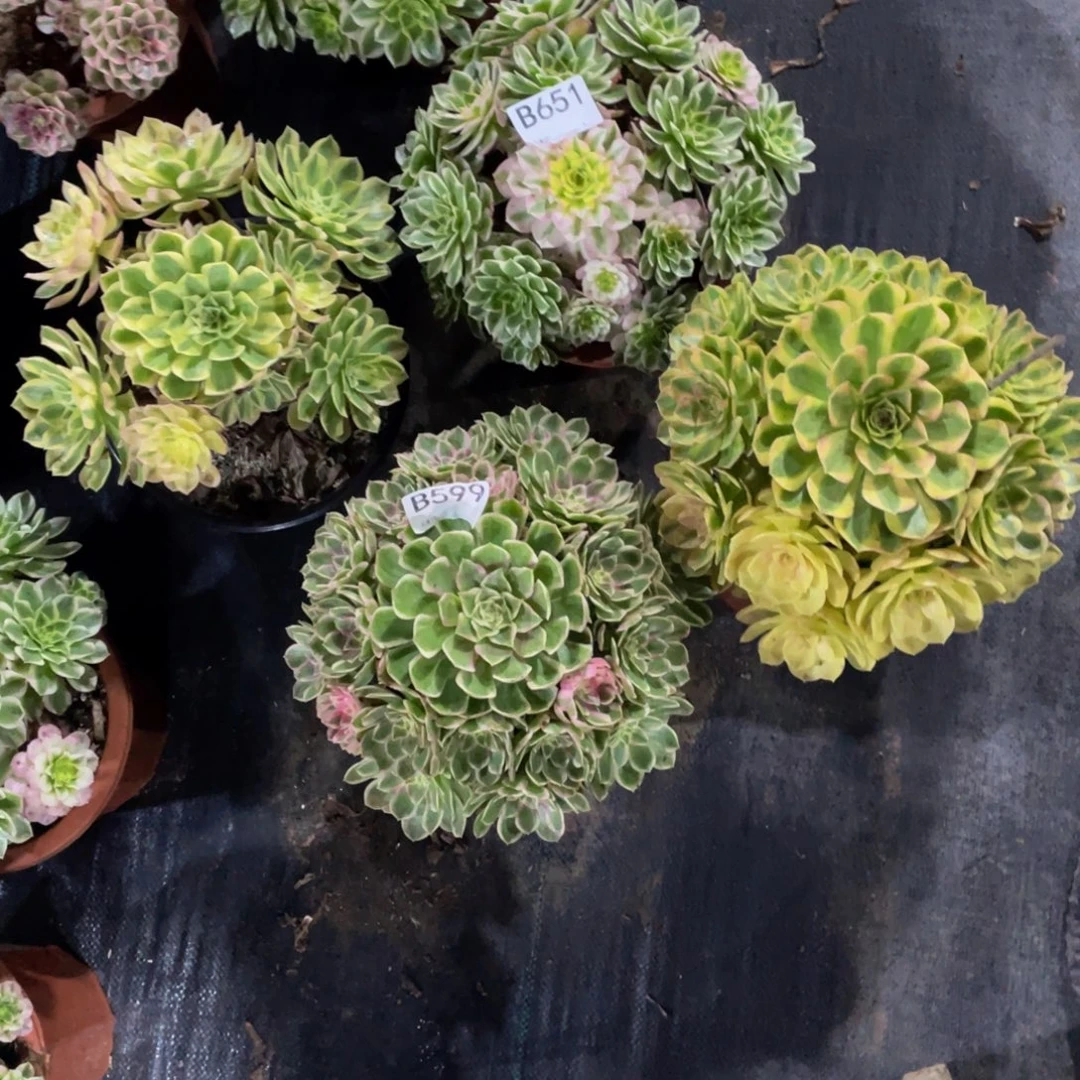 简***爱孔雀翎雨荷玉芙蓉多肉    651