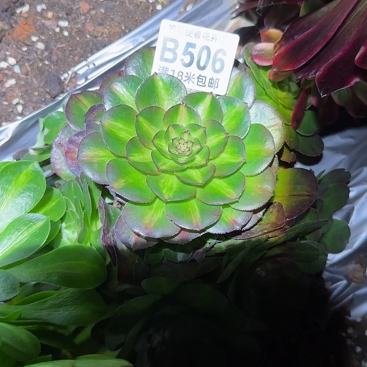 多肉法师荔枝中斑朵