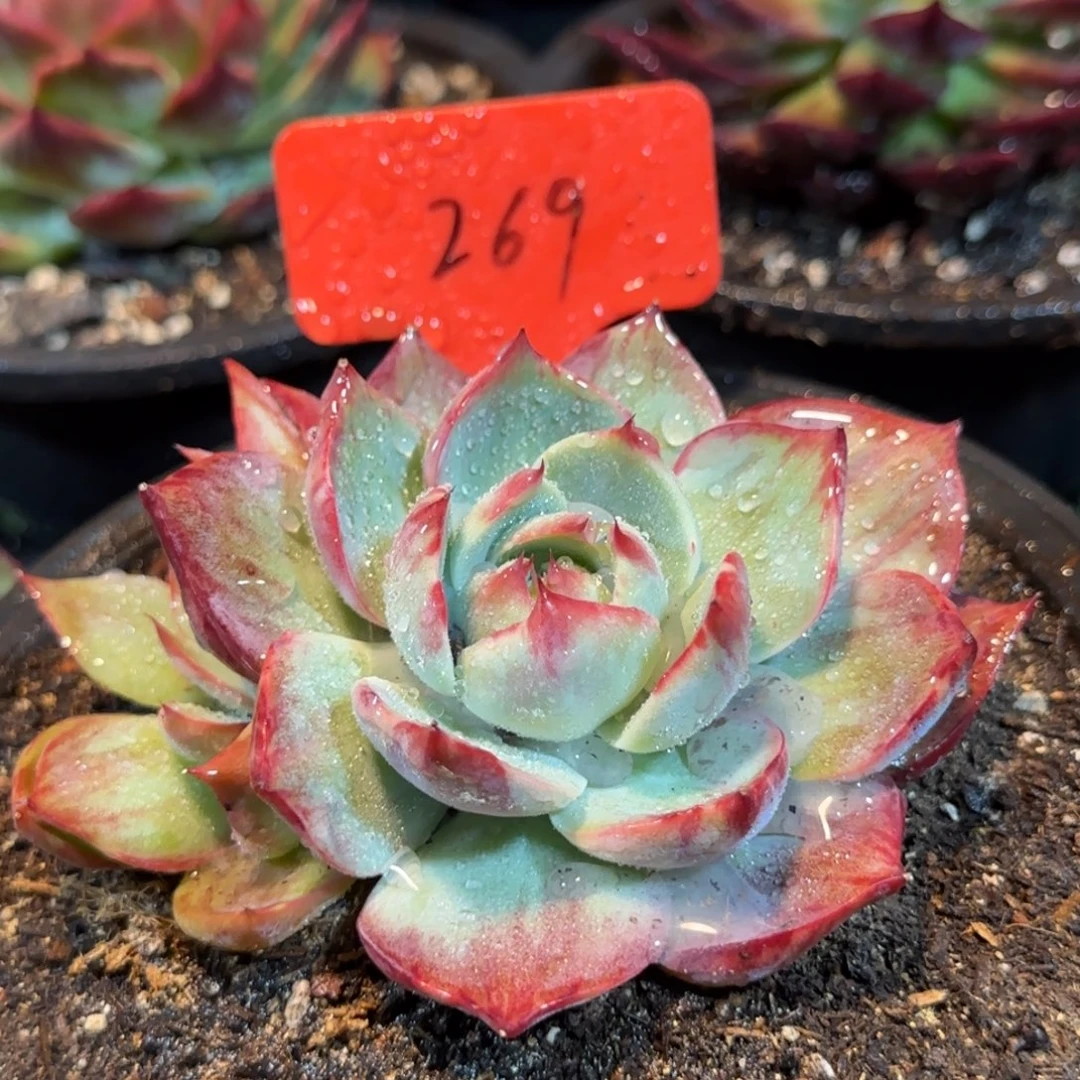 惊鸿一物一拍包装收缩花旱269