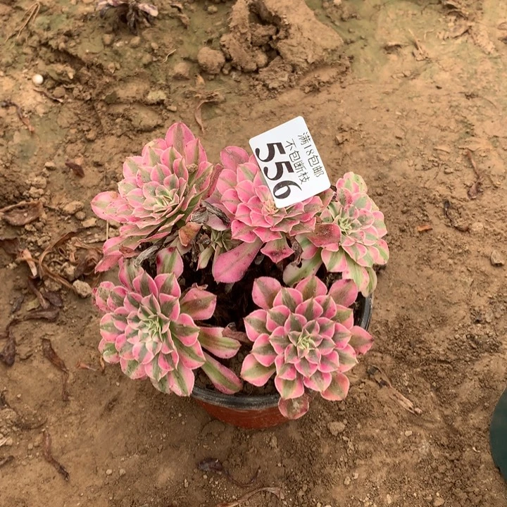 幸***556铜壶白绣球1号棚