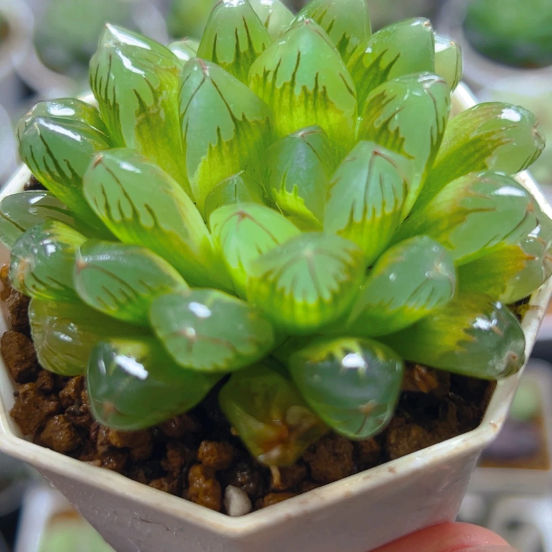 红丝玉露多肉多肉多肉