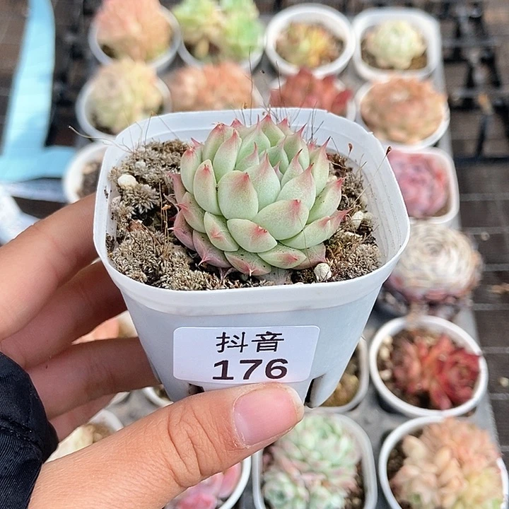 一物一拍满十元包邮发货 176