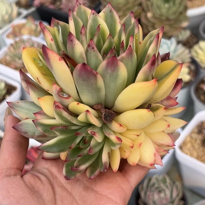 宇***婷阿诗娜锦捧花一颗价格