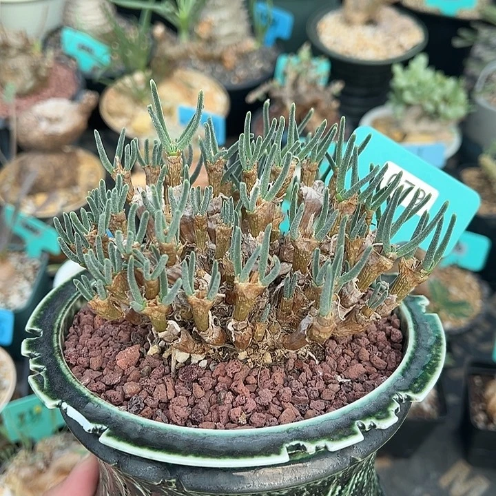 碧光环小兔子多肉植物