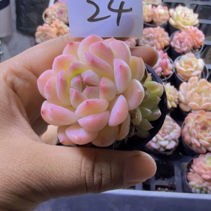 24.qqqqwwwwwwwwwww