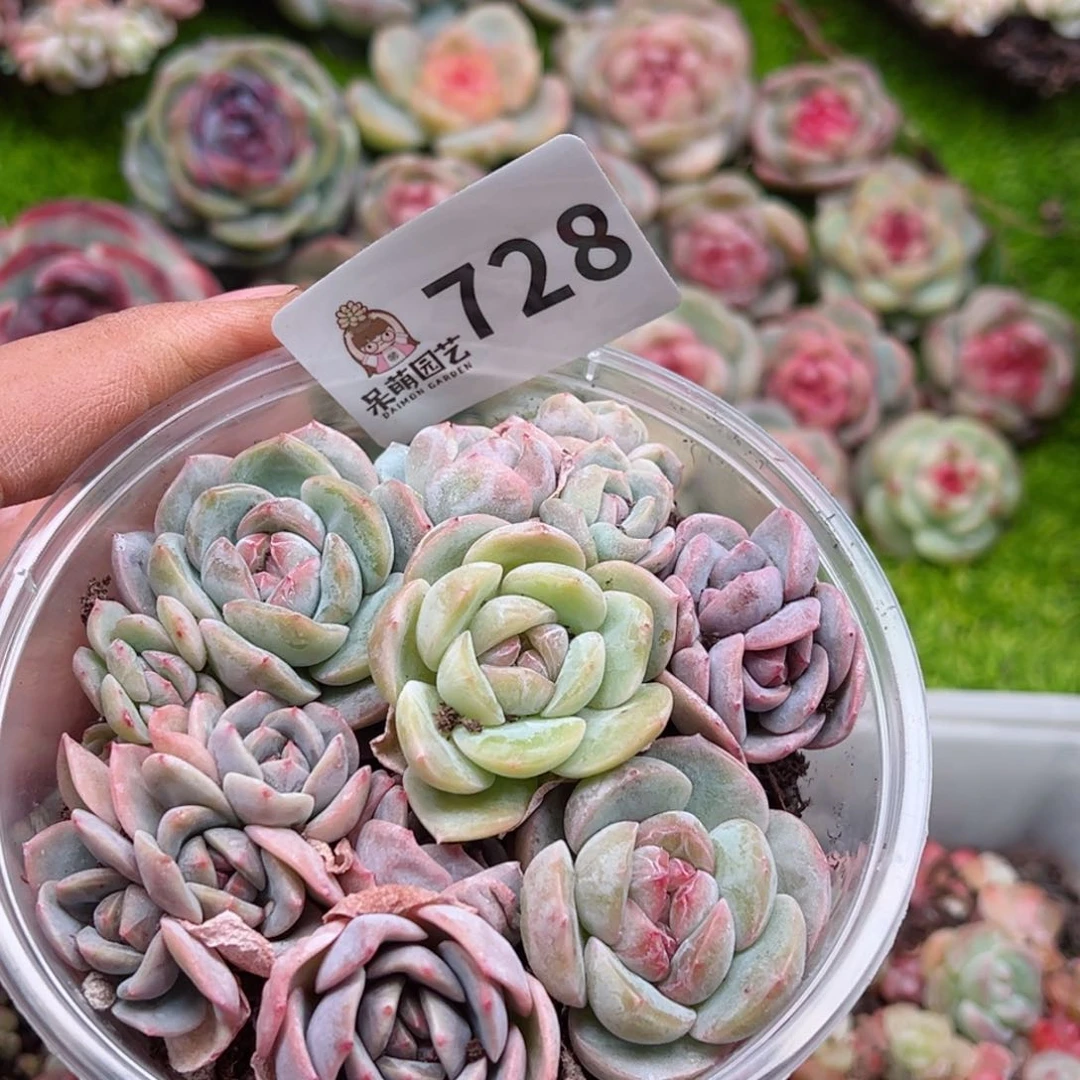 多肉植物多肉植物