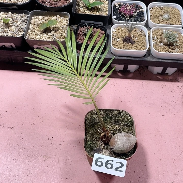 662白鳞铁树块根，