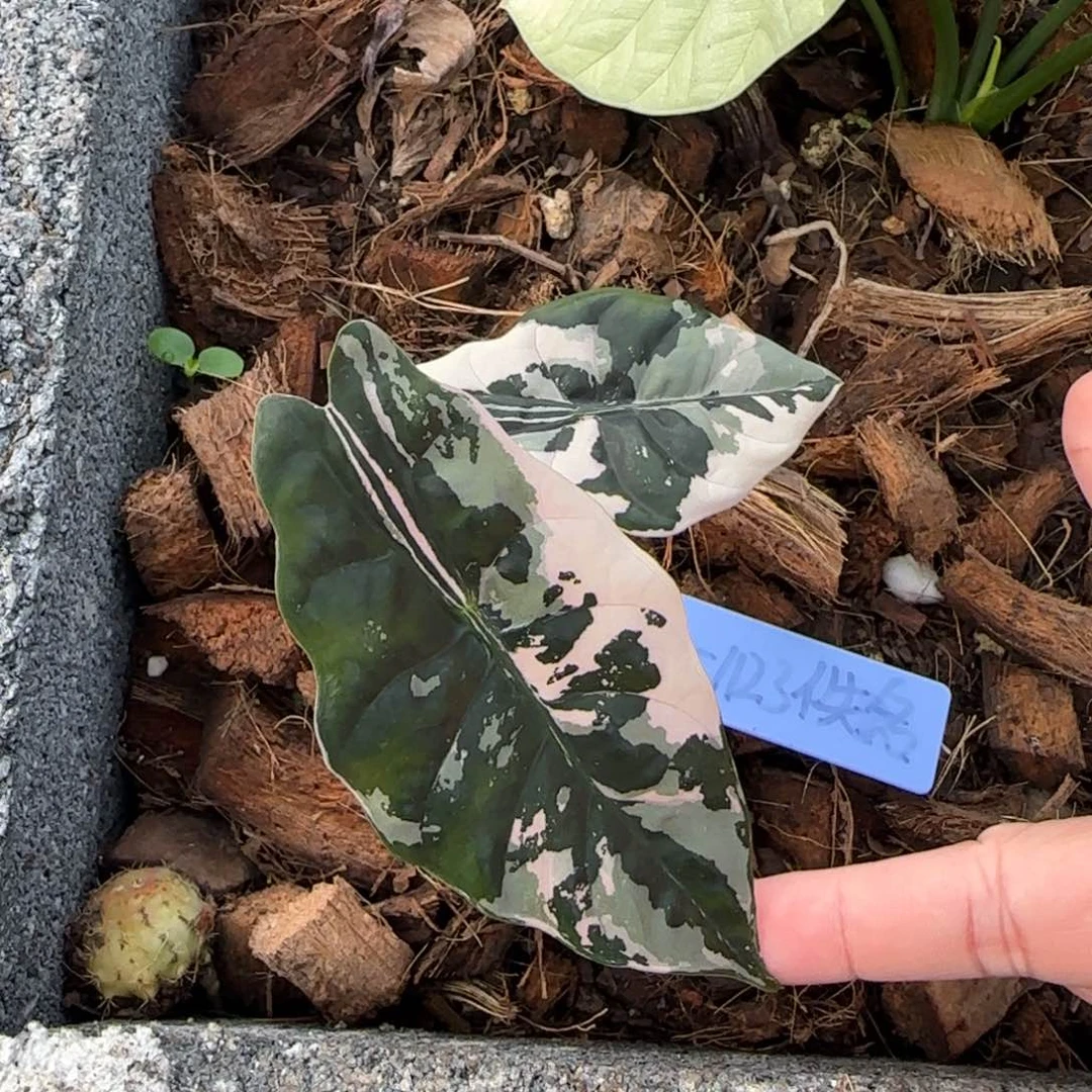 佚*名10-1123泰国发货香特丽丽