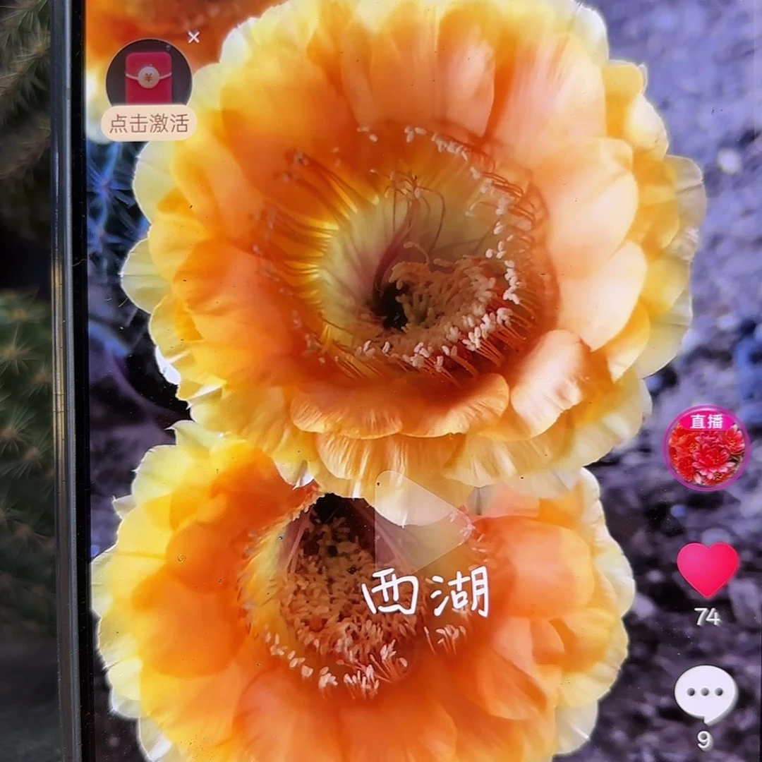 A66彩侧牙20包邮36