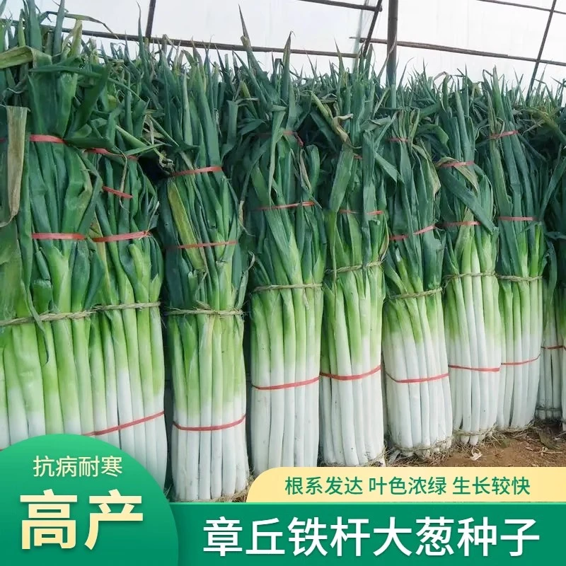 章丘大葱种子山东大葱种籽小葱铁杆大葱四季蔬菜种子高产抗病包邮