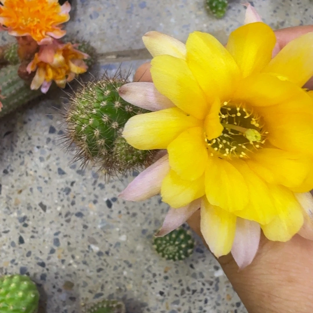 26白檀黄鸟3个无根侧牙，20包邮