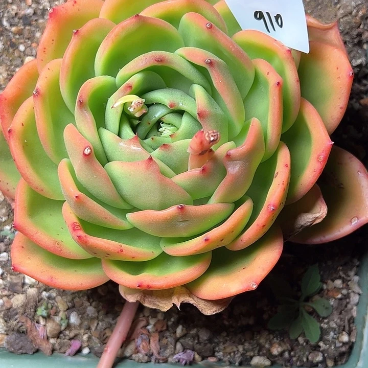 美**美910/////////////