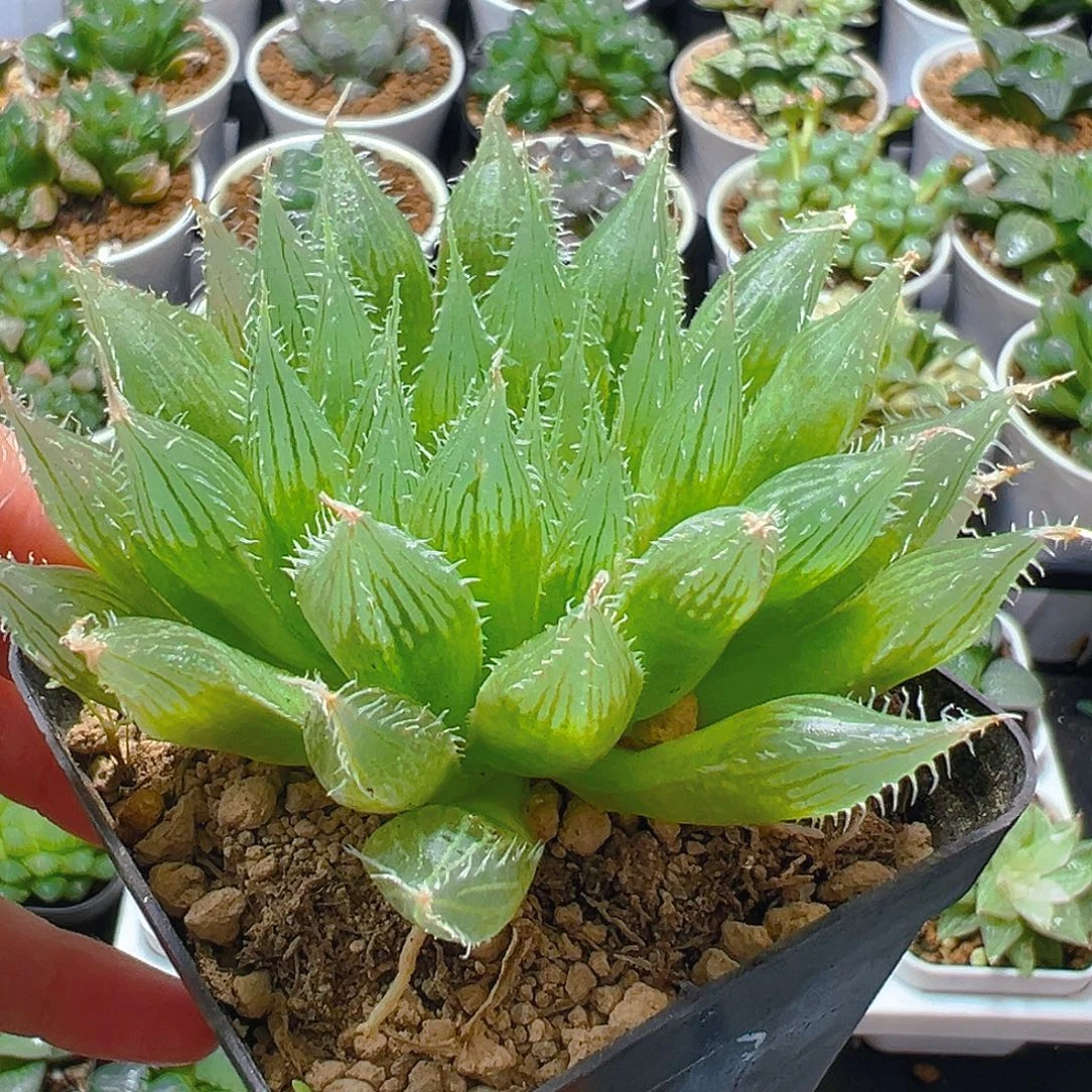 水晶掌多肉多肉1多肉