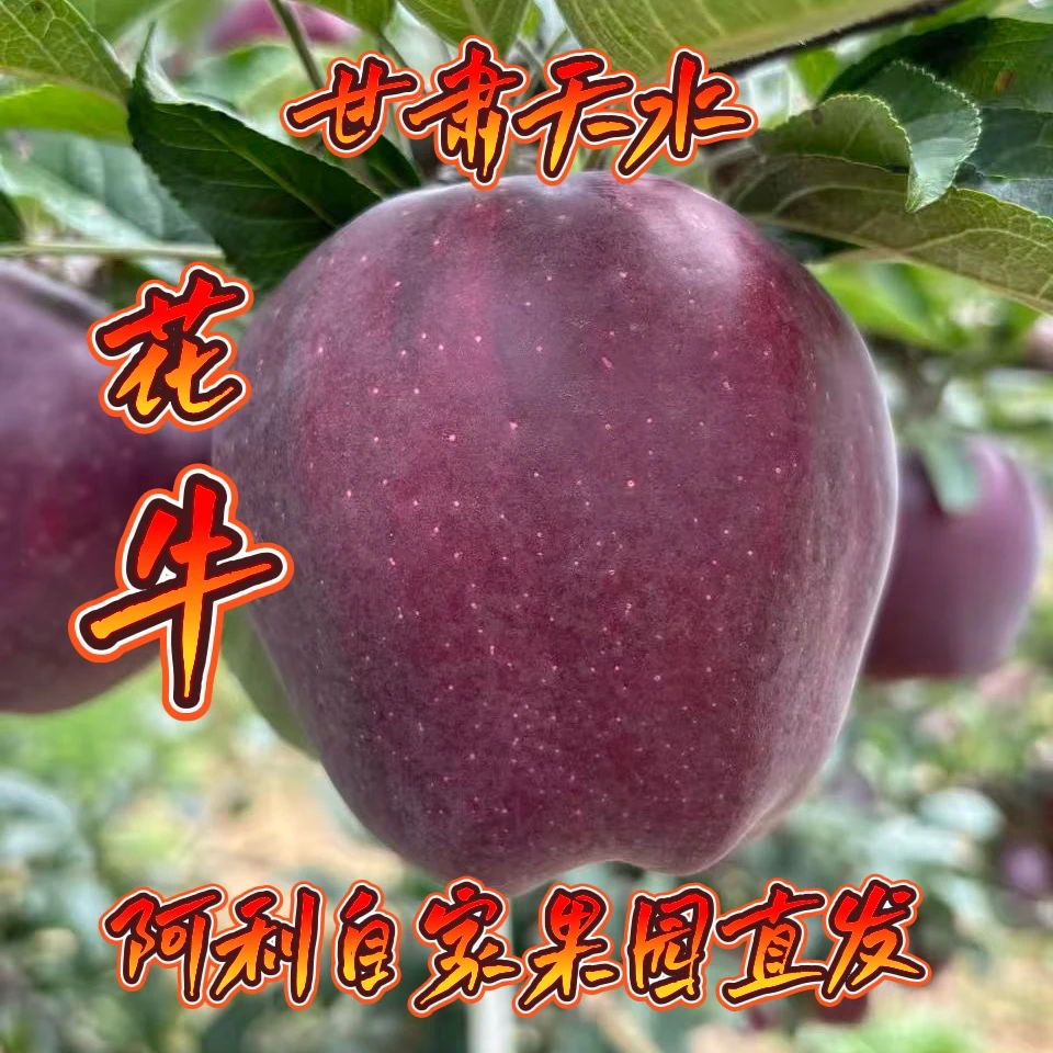 甘肃天水花牛苹果阿利自家果园直发！