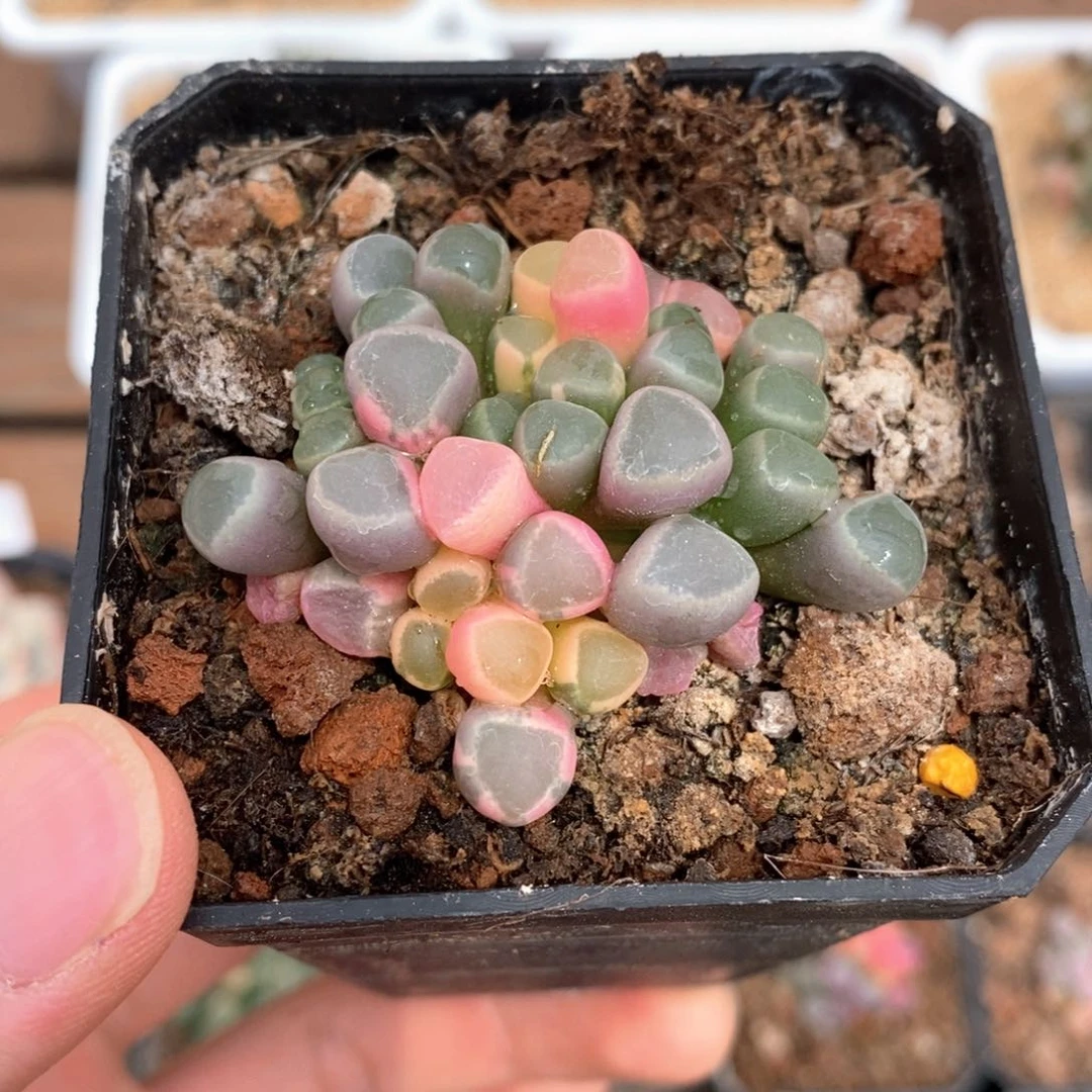 瑞*猪五十铃玉锦多肉植物