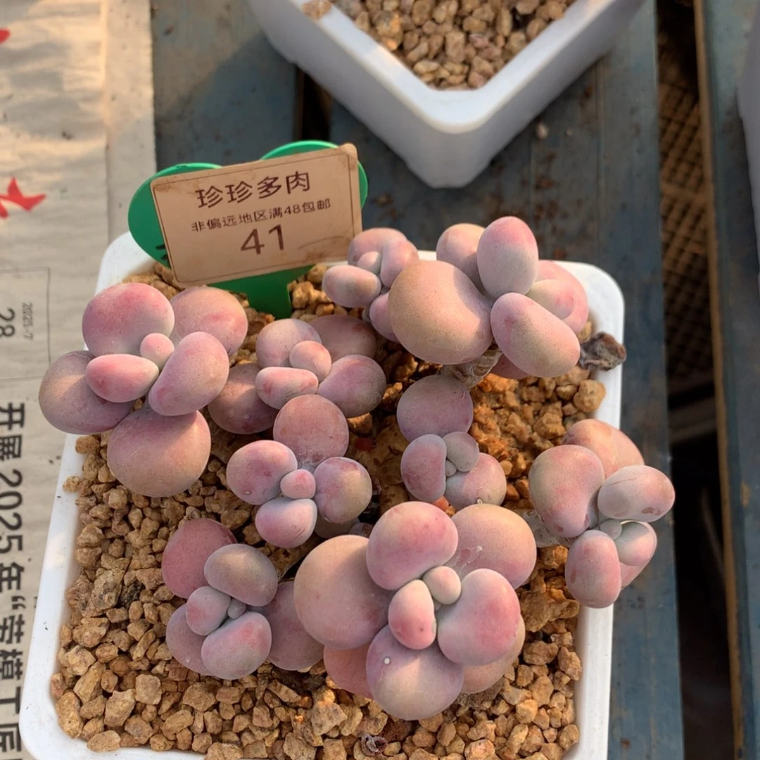 腰子蛋老桩无砍41