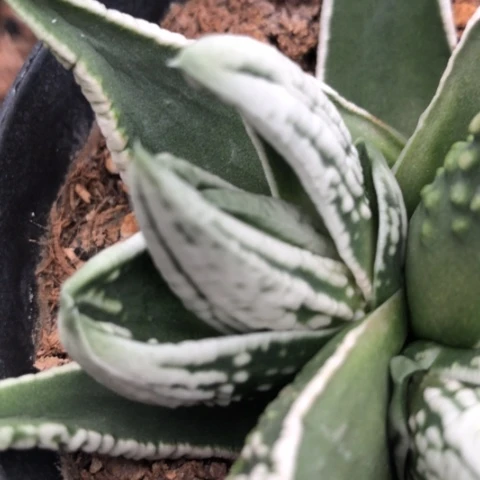 健**福皇帝侧牙无根硬叶