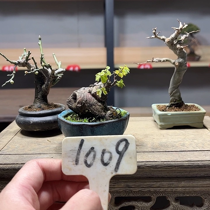 H***纺无花朵雀梅盆景老庄盆景