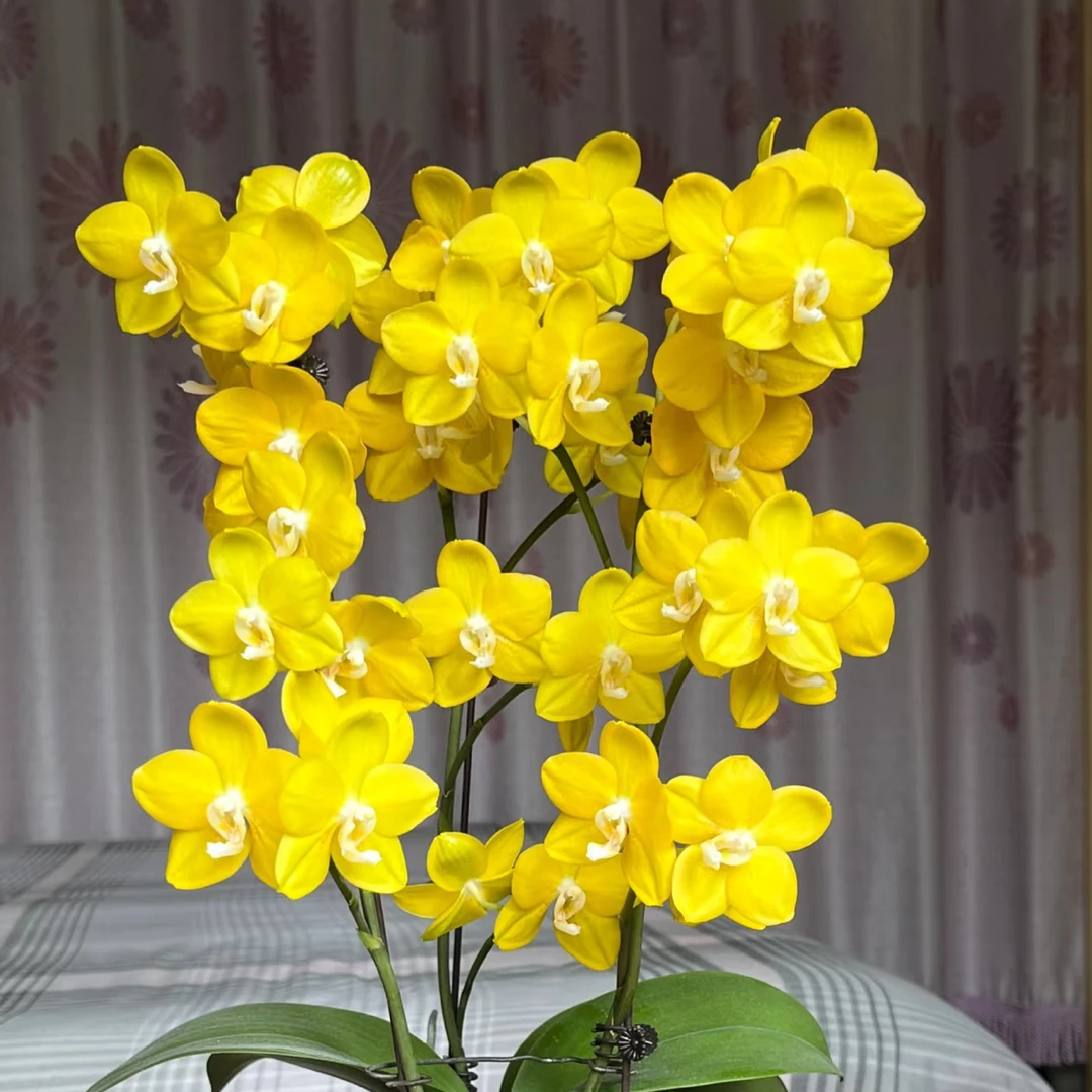 【吉祥如意】3.0蝴蝶兰苗基地直发