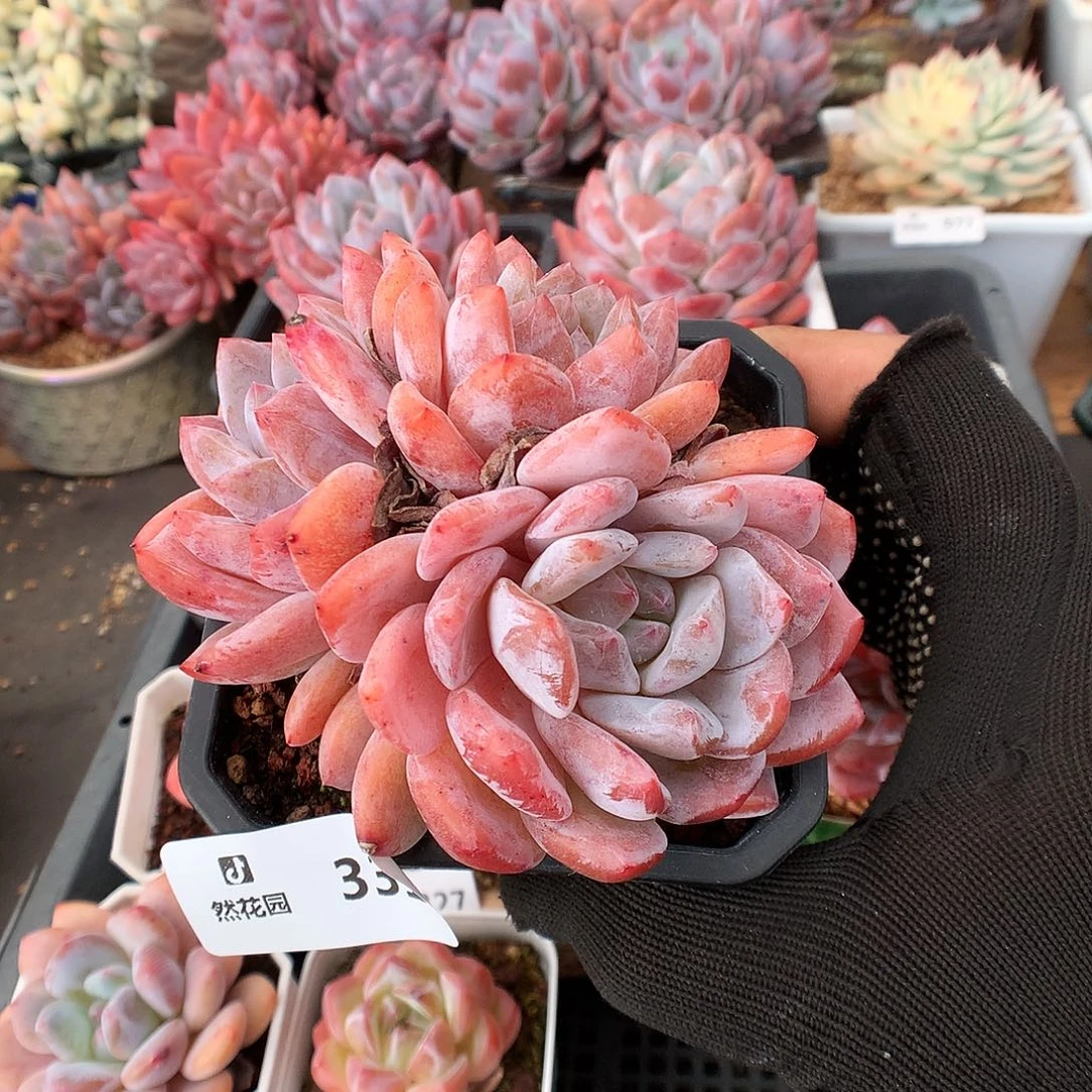 331雪天使多肉植物66666