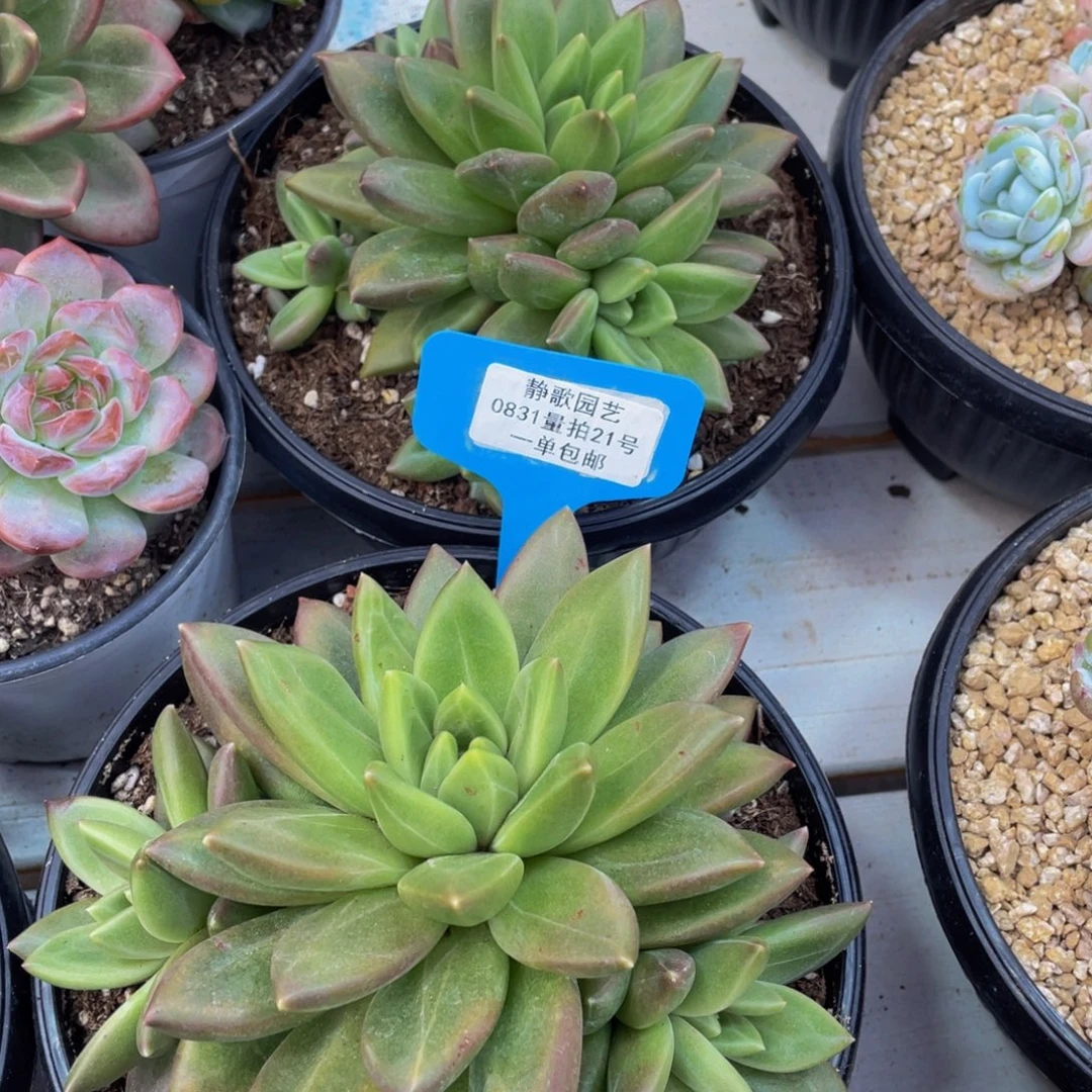 0831-21-迷雾泡泡裙福利一颗量拍