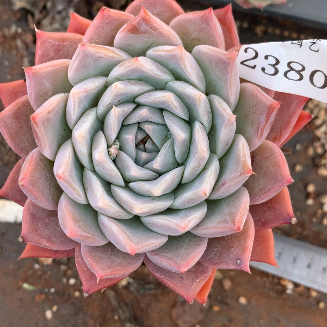 2380杂交精品基地10厘米