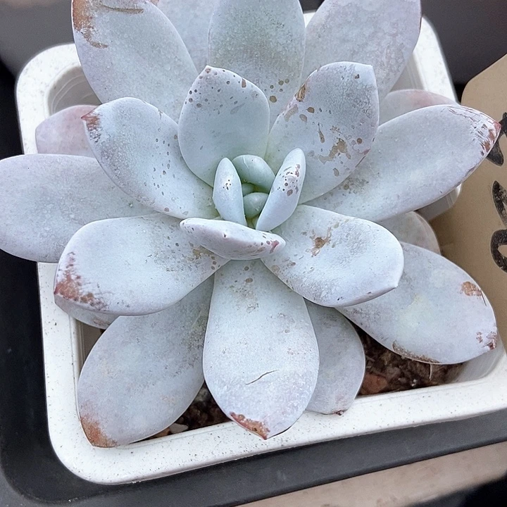 多肉植物雪莲526多肉