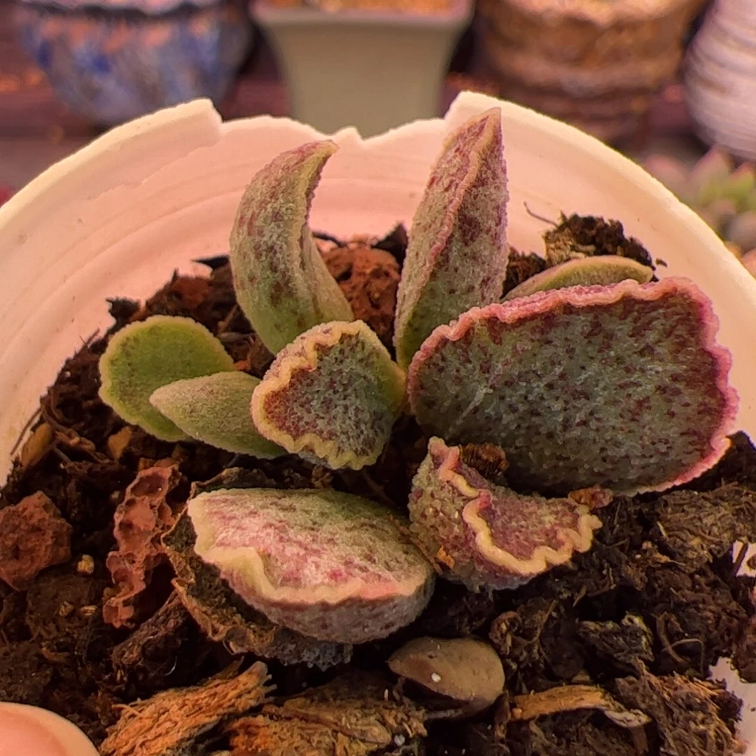 花螺。