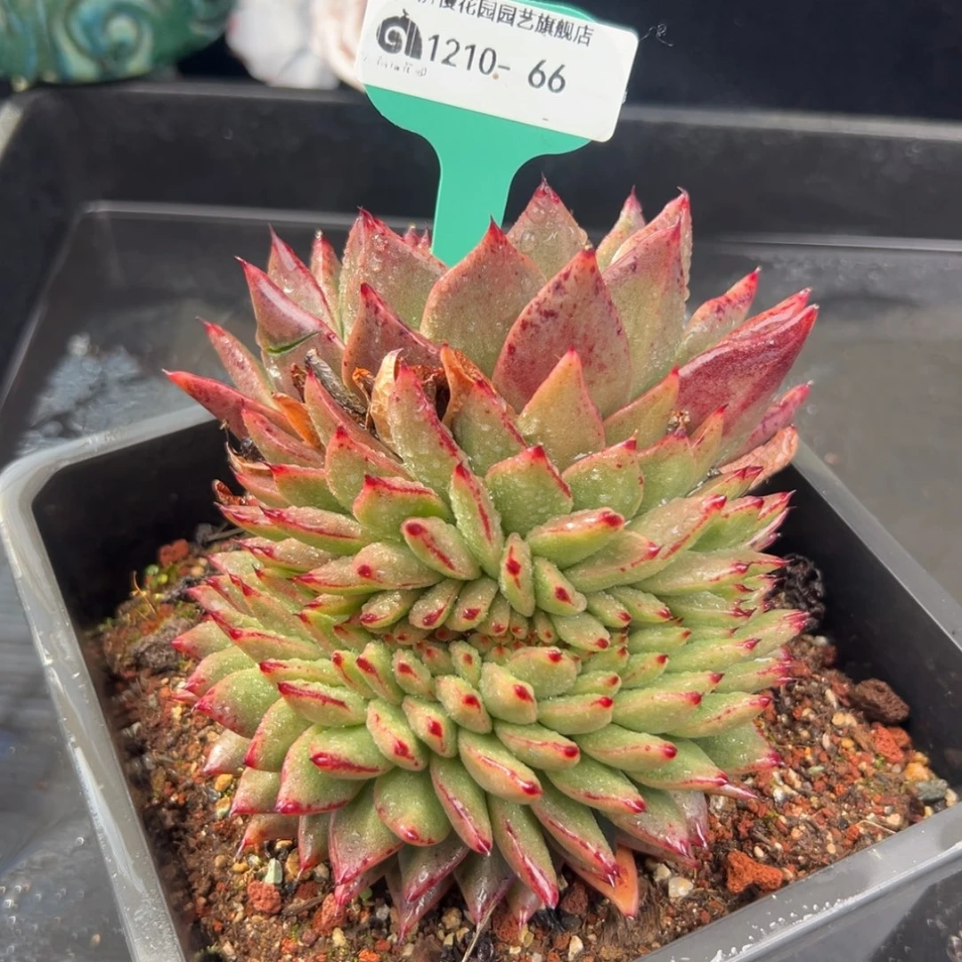 从前慢花园多肉编号1210-66