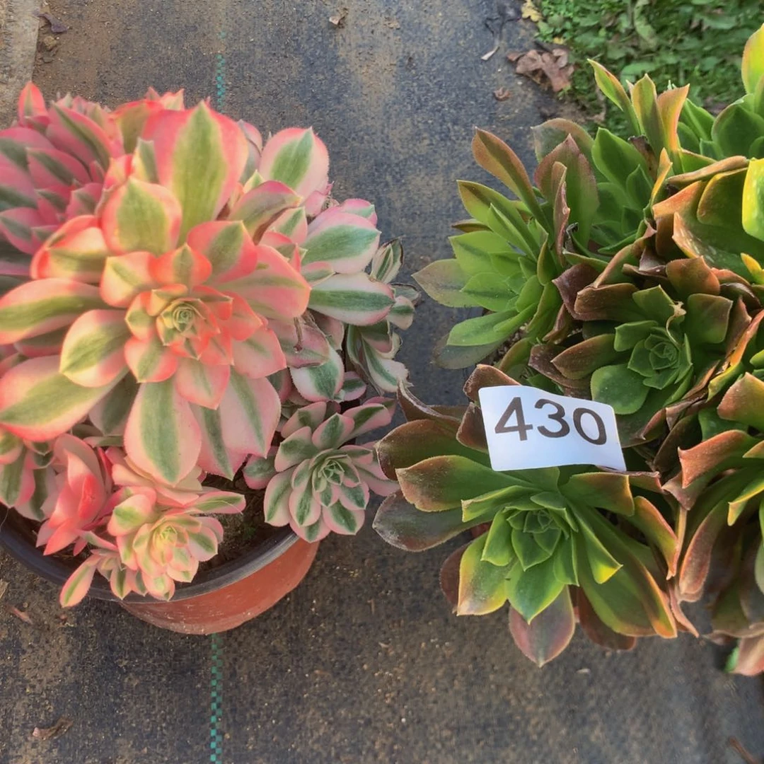 430特价组合多肉植物