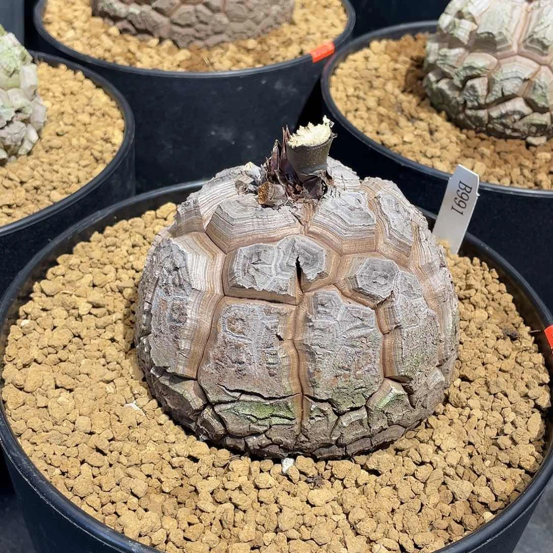 991号龟甲龙不退不换