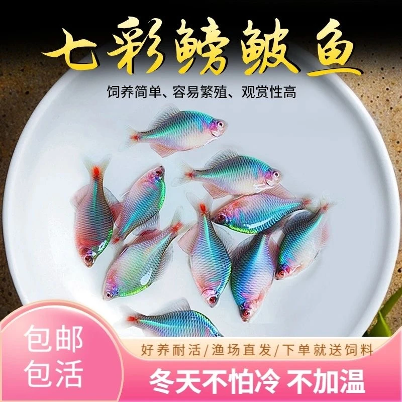 直播链接高体鳑鲏鱼发色冷水鱼清洁鱼淡水小型观赏鱼
