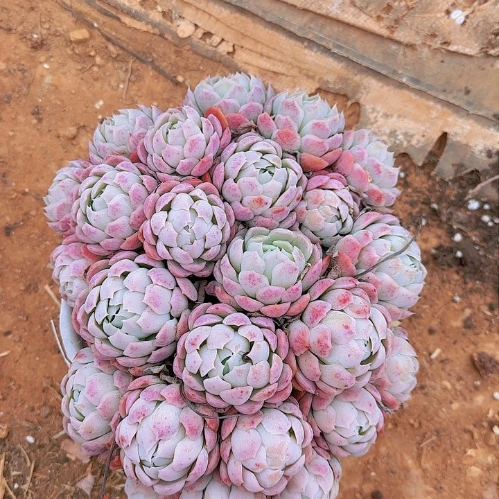 淼*在你面前装不懂自己到底该